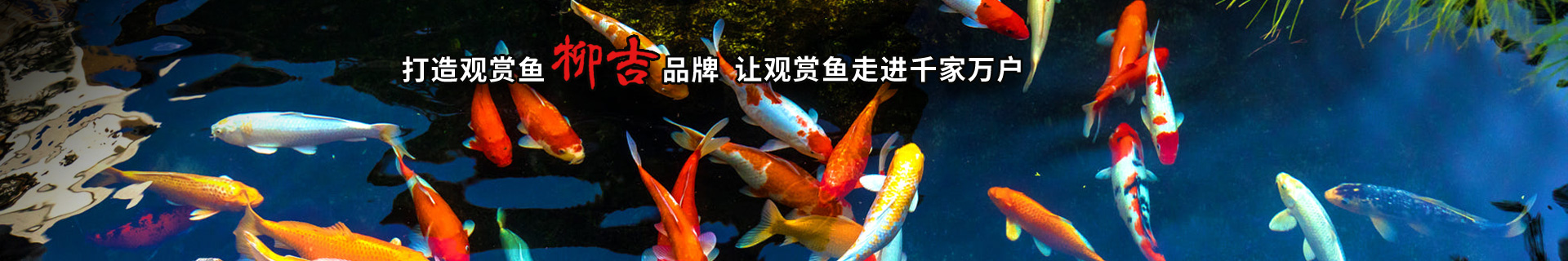 觀賞魚文化