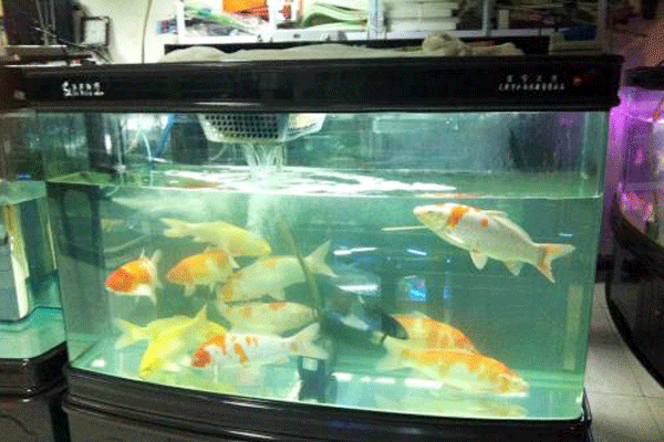 何保養養錦锂的水族箱大(dà)圖.gif